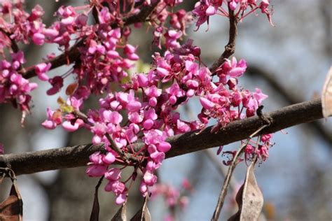 Redbud Tree Blooms Close Up Free Stock Photo Public Domain Pictures