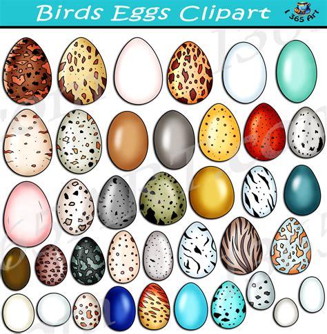 Birds Eggs Clipart Set Download - Clipart 4 School