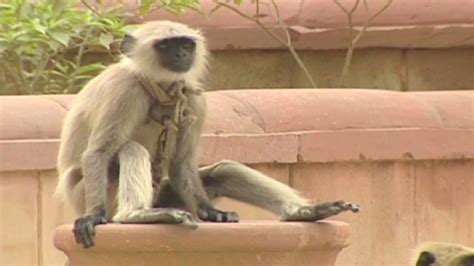 In India Authorities Fight Monkeys With Monkeys