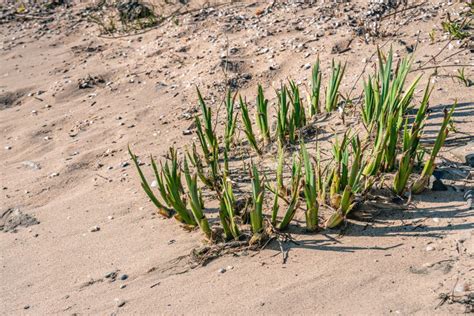 Closeup Of A Re Sprouting Reed Plant In A Sandy River Beach Stock Photo