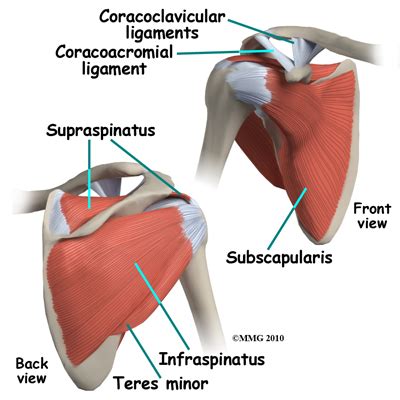 The tendons of the rotator cuff muscles fuse into one structure at or near their tuberosity insertions. Shoulder Arthroscopy | Central Orthopedic Group
