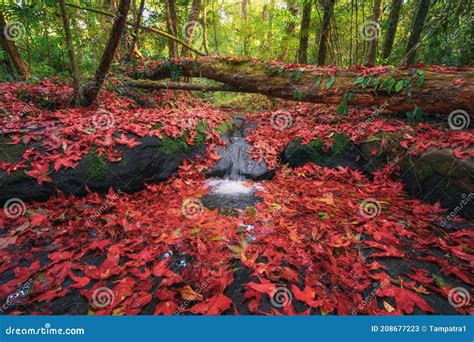 Red Maple Leaves Or Fall Foliage In Colorful Autumn Season Near Stream