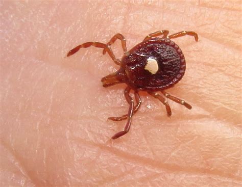 Types Of Ticks To Look Out For This Summer That Can Spread Lyme