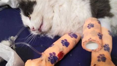Medlow Bath Cat Severely Injured By Illegal Animal Trap News Local