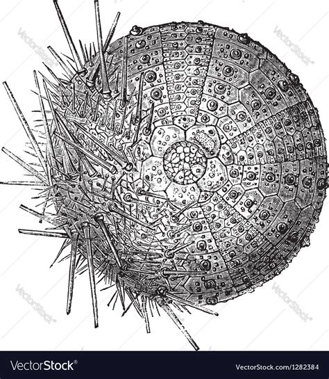 Sea Urchin Vintage Engraved Royalty Free Vector Image
