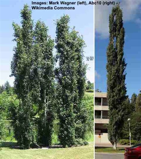 32 Columnar Trees The Best Tall Skinny Trees With Pictures