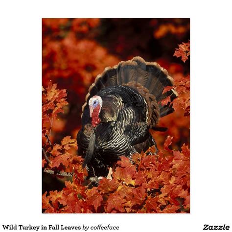 Wild Turkey In Fall Leaves Postcard Turkey Time Tom Turkey Turkey