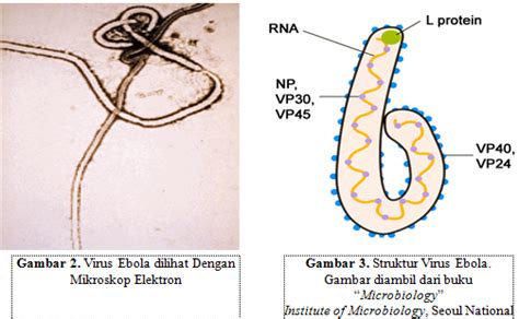 Dalam covid ini tidak terjadi ade, sambungnya. Artikel Virus Ebola | Makalah Terbaru