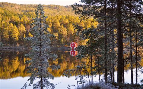 Banco De Fotos Bosque De Árboles De Pino En Otoño Noruega