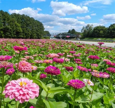 I'd also like to be able to direct sow veggies in spring from seed, and have them mature in the tree is forming flower buds right now: Wildflowers Along NC Roads | Triangle Gardener Magazine