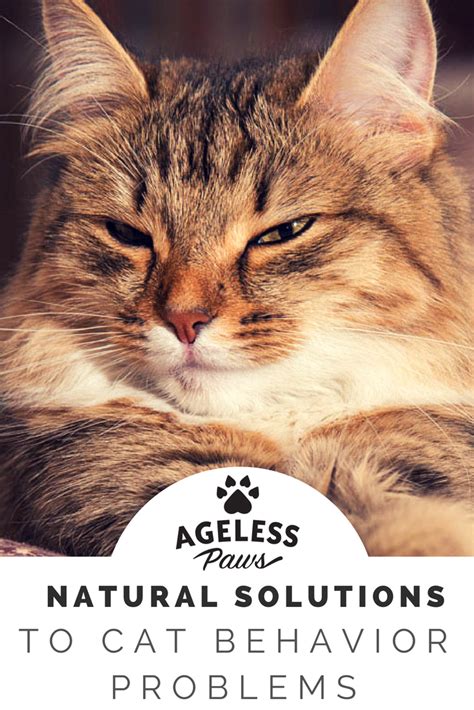 Natural Solutions To Cat Behavior Problems Cat Behavior Problems Cat