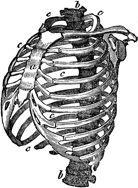 Structure of the Chest | ClipArt ETC