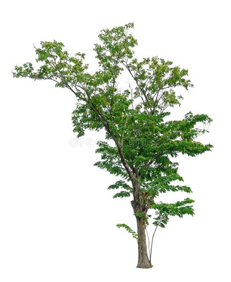 Single Green Tree Isolated An Evergreen Leaves Plant Di Cut On White