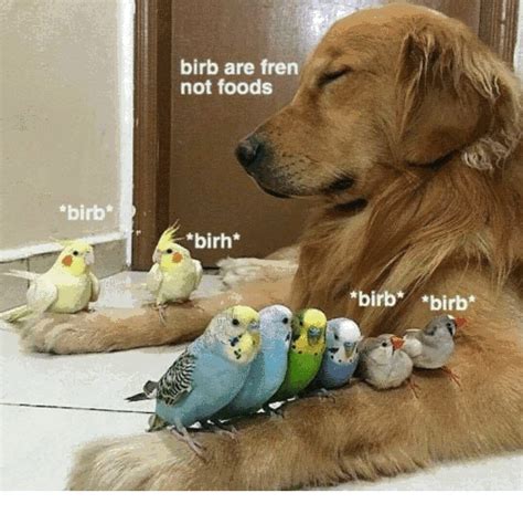 24 High Quality Birb Memes That Will Elevate Your Mood Funny Animals