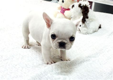 63 Miniature French Bulldog White Pic Bleumoonproductions