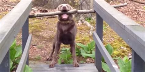 Dog With Big Stick On Narrow Bridge Teaches Us The Meaning