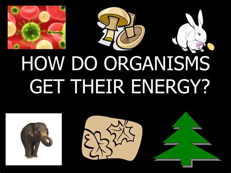 Ppt How Do Organisms Get Their Energy Powerpoint Presentation Free