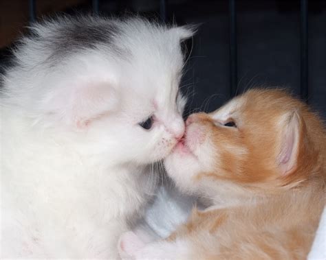 Cats Love And Kiss Picture Hits All