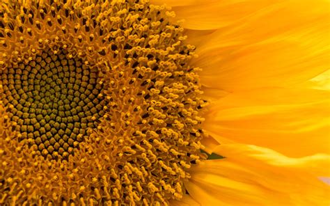 Download Wallpaper 3840x2400 Sunflower Flower Macro Petals Yellow
