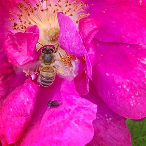 So Many Happy Bees On Our Roses Roses Wildlife Bees Bee Rose