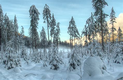 Photo Hdri Winter Nature Sky Snow Forest Trees Seasons 2603x1705