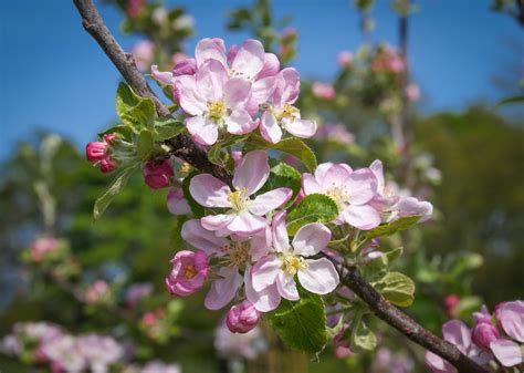 Apple Blossom Makes Early Appearance Belfast News Letter
