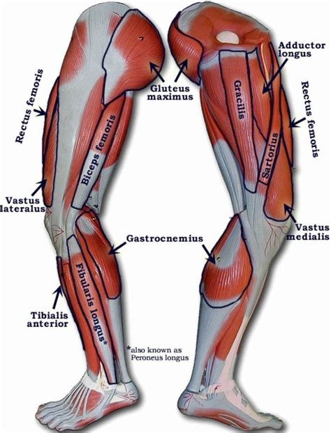 Rear Leg Muscles Diagram Muscles Of The Thigh And Gluteal Region Part