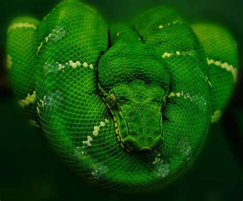 Emerald Tree Boa Someday Ill Use These Colors In A