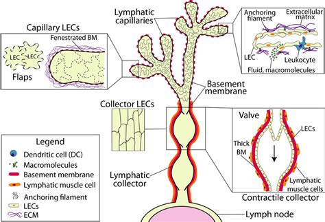 Morphology And Structure Of Afferent Lymphatics Afferent Lymphatics