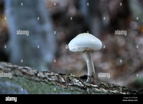Solitary Mushroom On A Tree Stock Photo Alamy