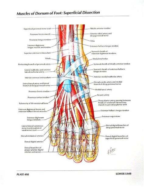 Dorsal Foot Anatomy