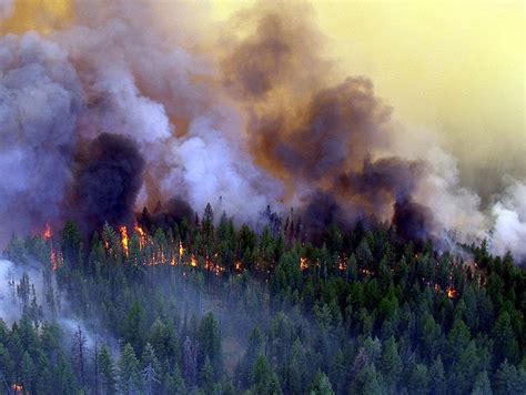65 Best Images About Forest Fire On Pinterest