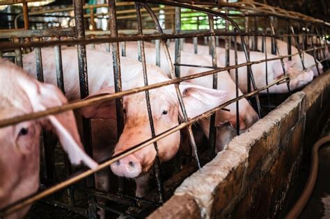 Premium Photo Closeup Of Pig In Stable Pig Breeding Farm In Swine