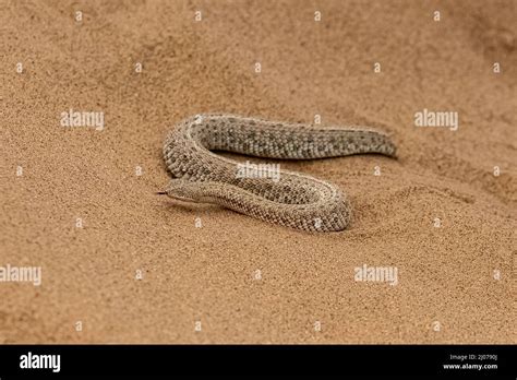 Saharan Horned Viper Snake In The Sand Stock Photo Alamy