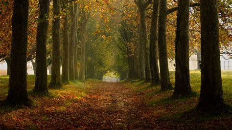 Download Wallpaper 1920x1080 Path Trees Autumn Alley