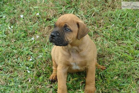 Any questions on the breed call or. Bullmastiff puppy for sale near Ft Myers / SW Florida, Florida. | f57180d1-5bb1