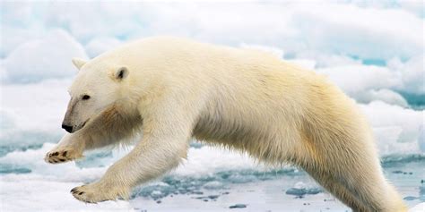 Global Warming Will Mean More Polar Bear Attacks On Humans Mens Health