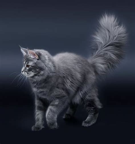 Study In Gray Fancy Cats Norwegian Forest Cat Cats And
