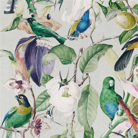 Tropical Birds Wallpapers Wallpaper Cave