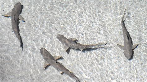 97 Baby Sharks Brought To Life Through Artificial Insemination