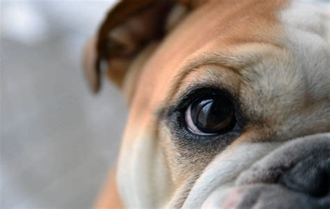 Anisocoria In Dogs A Canine Eye Problem Pets4homes