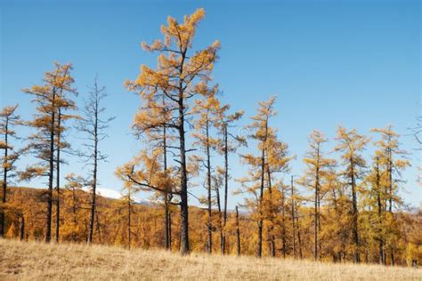 Altai Mountain Landscape In Autumn Larch Forest On Keleysky Mountain