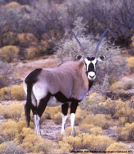 Oryx 3s By New Mexico Wildlife Federation Pronghorn New Mexico