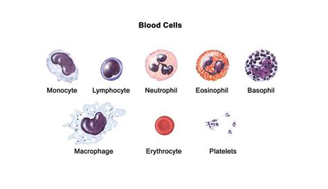 largest and smallest cell in human body tutorreal guru