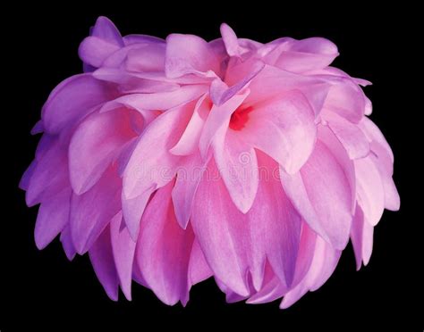 Purple Dahlia Flower Black Background Isolated With Clipping Path