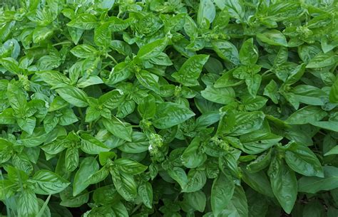 Basil Advice From The Herb Lady