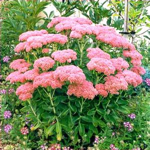Cut the flower stalk as soon as it's done blooming, and remove any damaged or diseased. Green Girly: Zone 3 Flowering Plant: Sedum/Stonecrop
