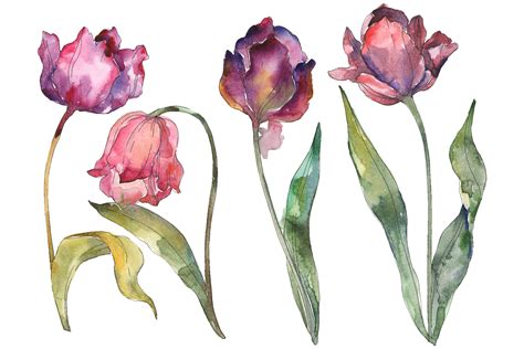 Tulips Watercolor Png Graphic By Mystocks · Creative Fabrica