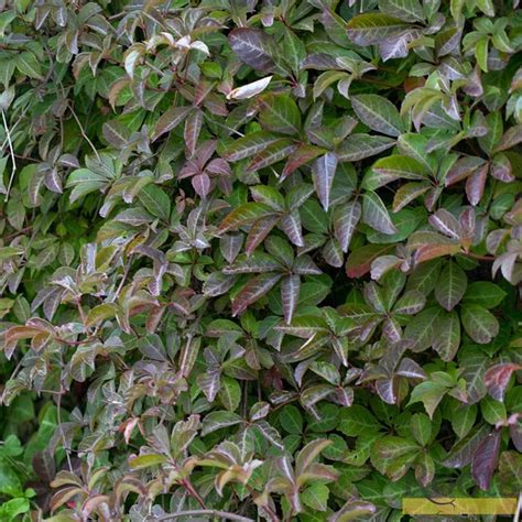 Parthenocissus Henryana Chinese Virginia Creeper On A 90cm Cane Roots Plants