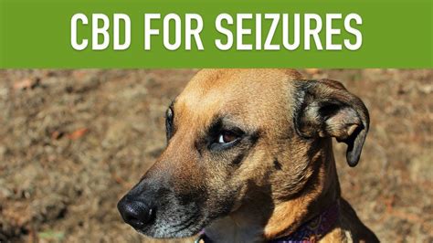 Learn about dosage guidelines and types of cbd products for your cat. CBD FOR DOGS WITH SEIZURES - Can CBD Treat Epilepsy in ...